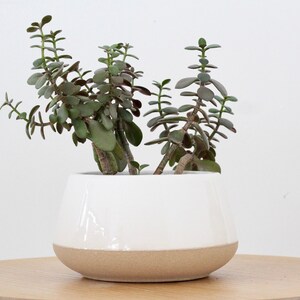 Large Orchid planter in White Ceramic on Beige 画像 3