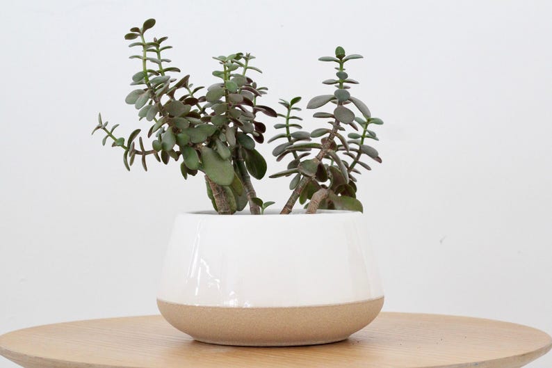 Large Orchid planter in White Ceramic on Beige 画像 3