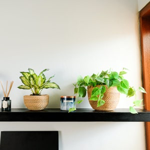 Rattan Pot / Rattan Bowl / Wicker Planter. Gift for him/her Birthday gift