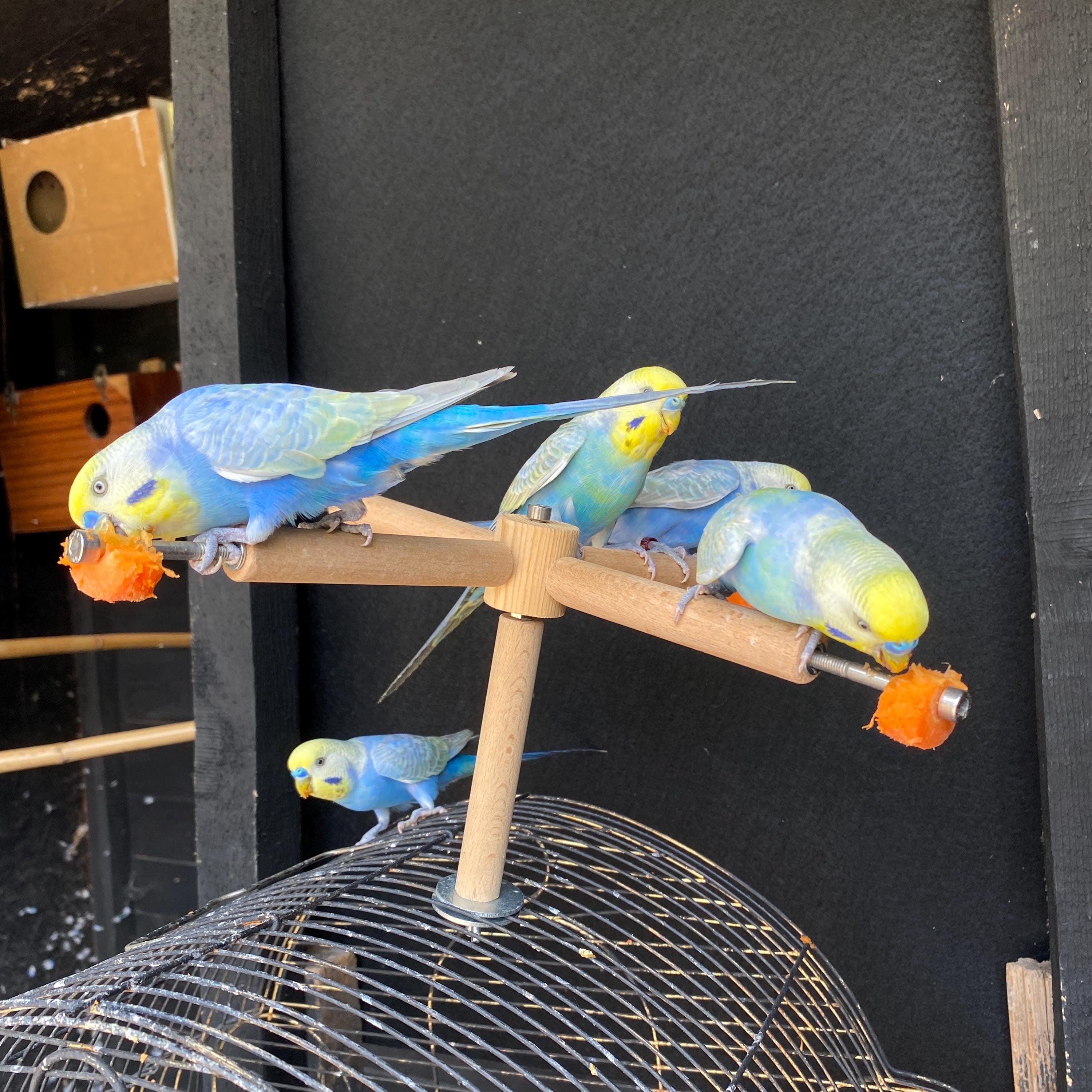 パーソナライズされた回転式鳥の止まり木：餌入れ付きケージトップ
