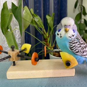 Rotating bird feeder toy, Budgie toy, budgerigar toy, parakeet toy, parrot toy, wheel