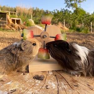 Image showcasing Personalized Heart Guinea Pig Feeder Toy, Rotating Wheel, Food Holder ...