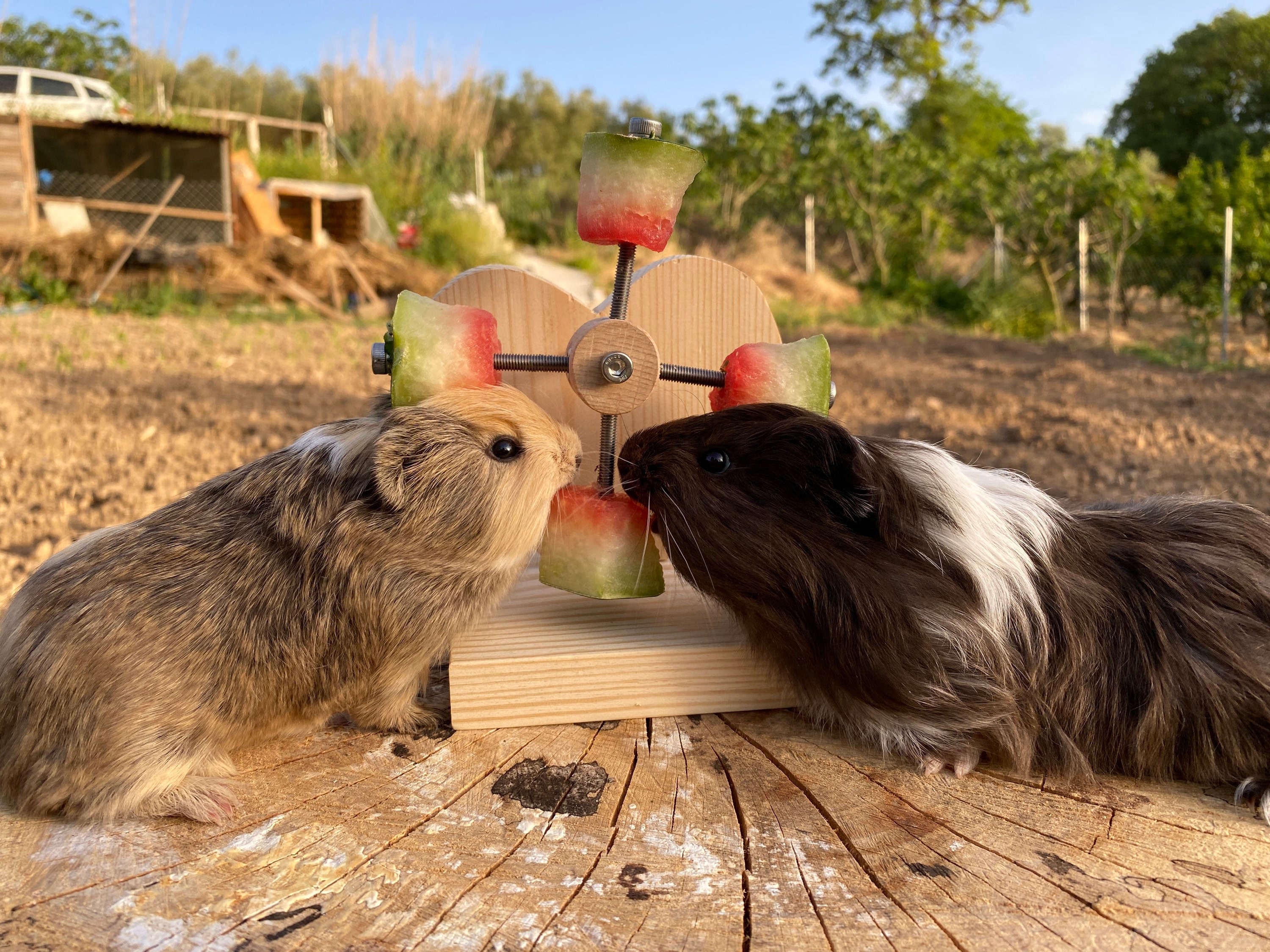 Personalized heart guinea pig feeder toy rotating wheel food | Etsy