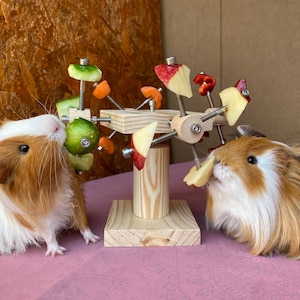 May include: Two brown and white guinea pigs eating from a wooden toy with red and green apple slices and cucumber slices attached.