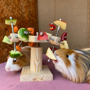May include: Two guinea pigs eating from a wooden toy with various fruits and vegetables attached. The toy is a wooden wheel with metal spokes and the guinea pigs are brown and white.