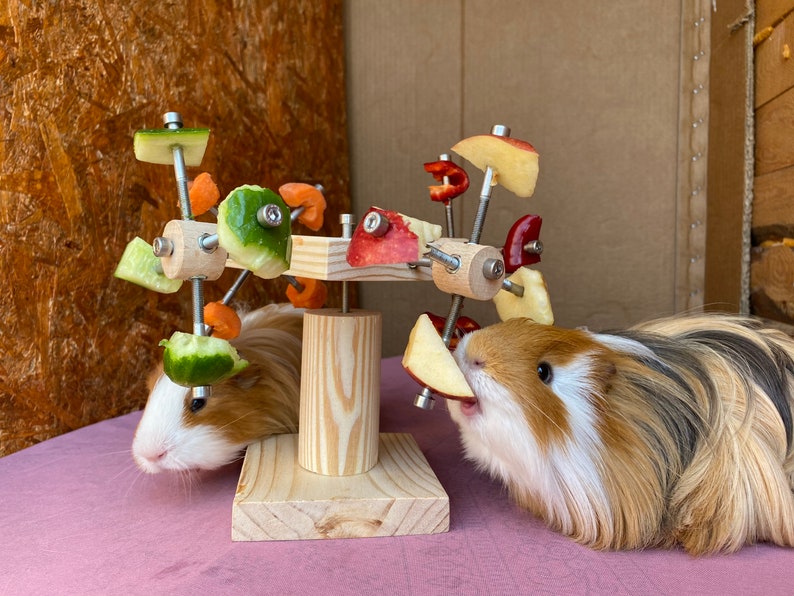 May include: Two guinea pigs eating from a wooden toy with various fruits and vegetables attached. The toy is a wooden wheel with metal spokes and the guinea pigs are brown and white.