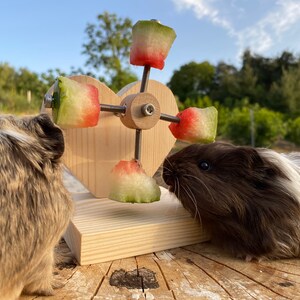 Personalized Heart Guinea Pig Feeder Toy, Rotating Wheel, Food Holder ...