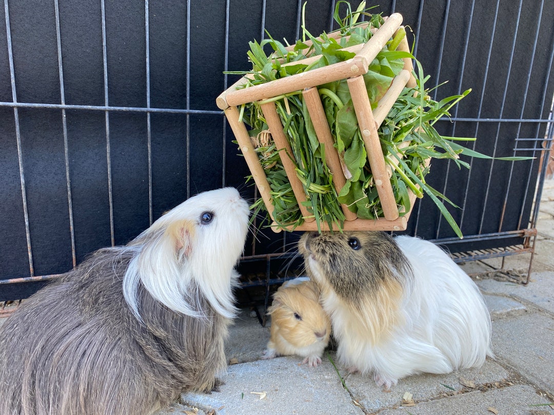 Curated visual reference: Rotating Hay Feeder Cube Toy Foraging Fun For Guinea Pig Photo Inspiration