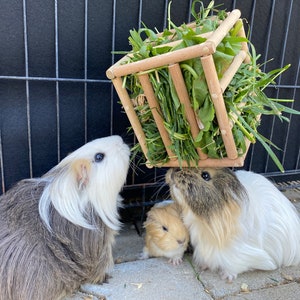 May include: Three guinea pigs, one brown and white, one white with brown spots, and one light brown, are eating from a wooden hay feeder. The feeder is filled with green grass and is hanging from a black metal cage.