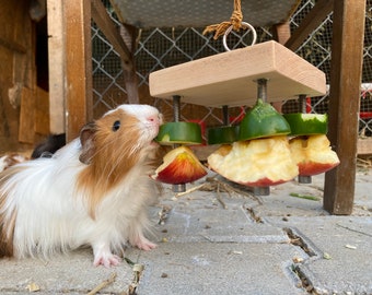 Food holder for guinea pigs, guinea pig feeder toy, guinea pig accessories, guinea pig treat, cage,