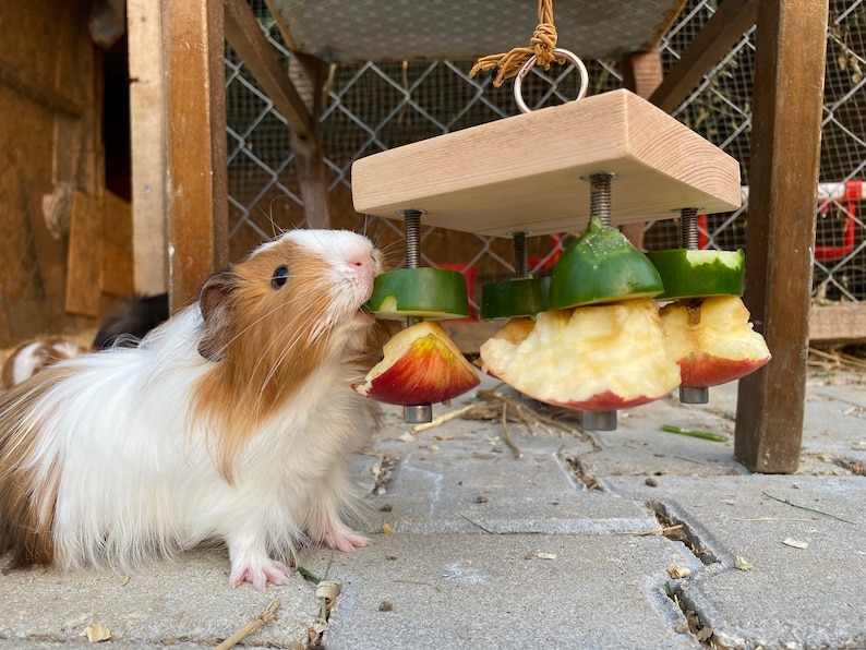 May include: A white and brown guinea pig eats from a wooden food puzzle with green cucumber and red apple slices hanging from it.