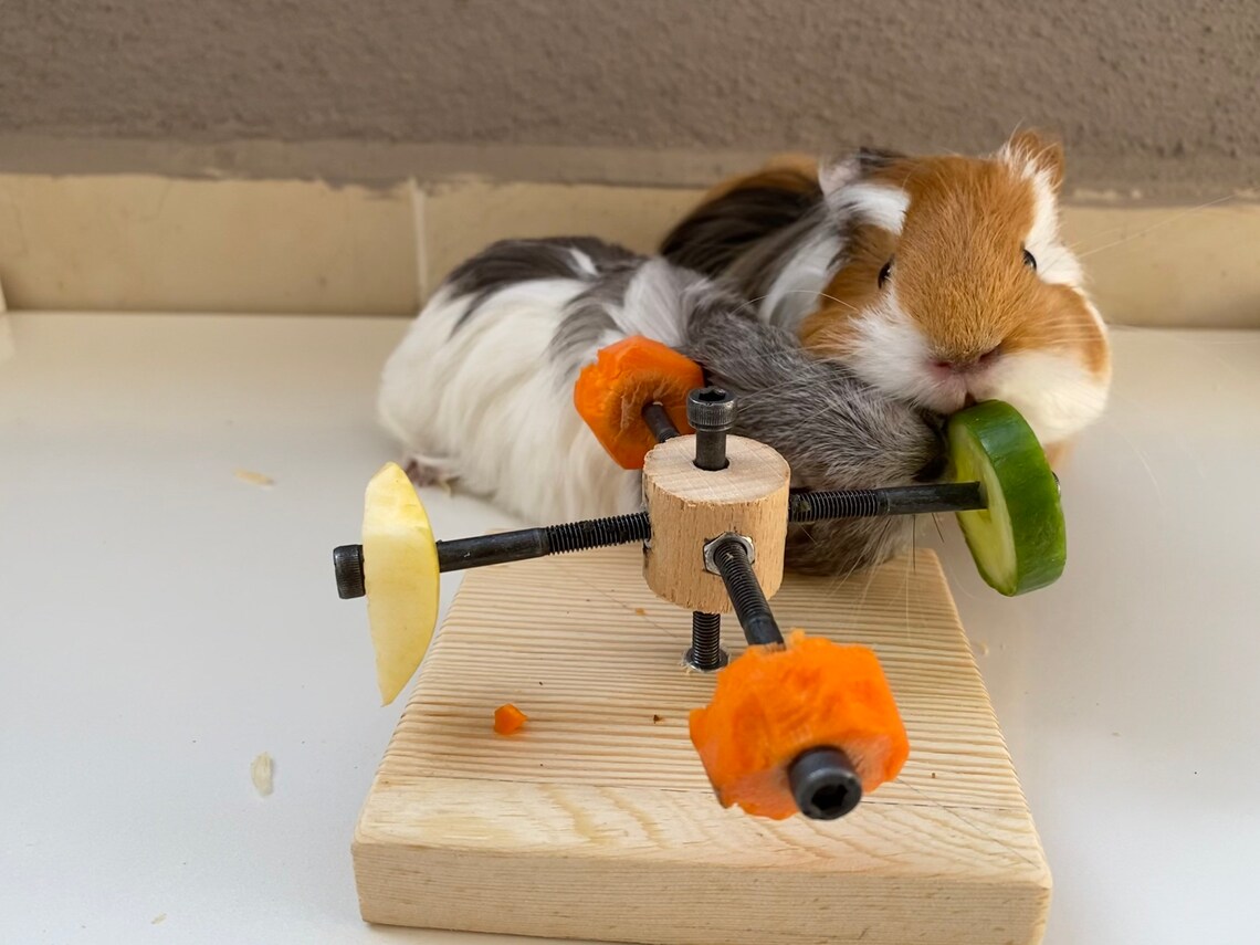 Guinea Pig Twister Feeder Toy guinea pig wheel guinea pig Etsy