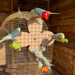 Rotating Flower Perch Wheel With Food Holders for Birds, Foraging Swing ...