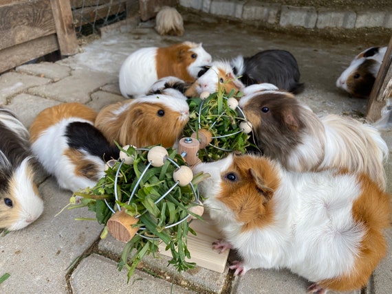 Trixie Palla D'erba Con Campana 6 Cm - Foto 7