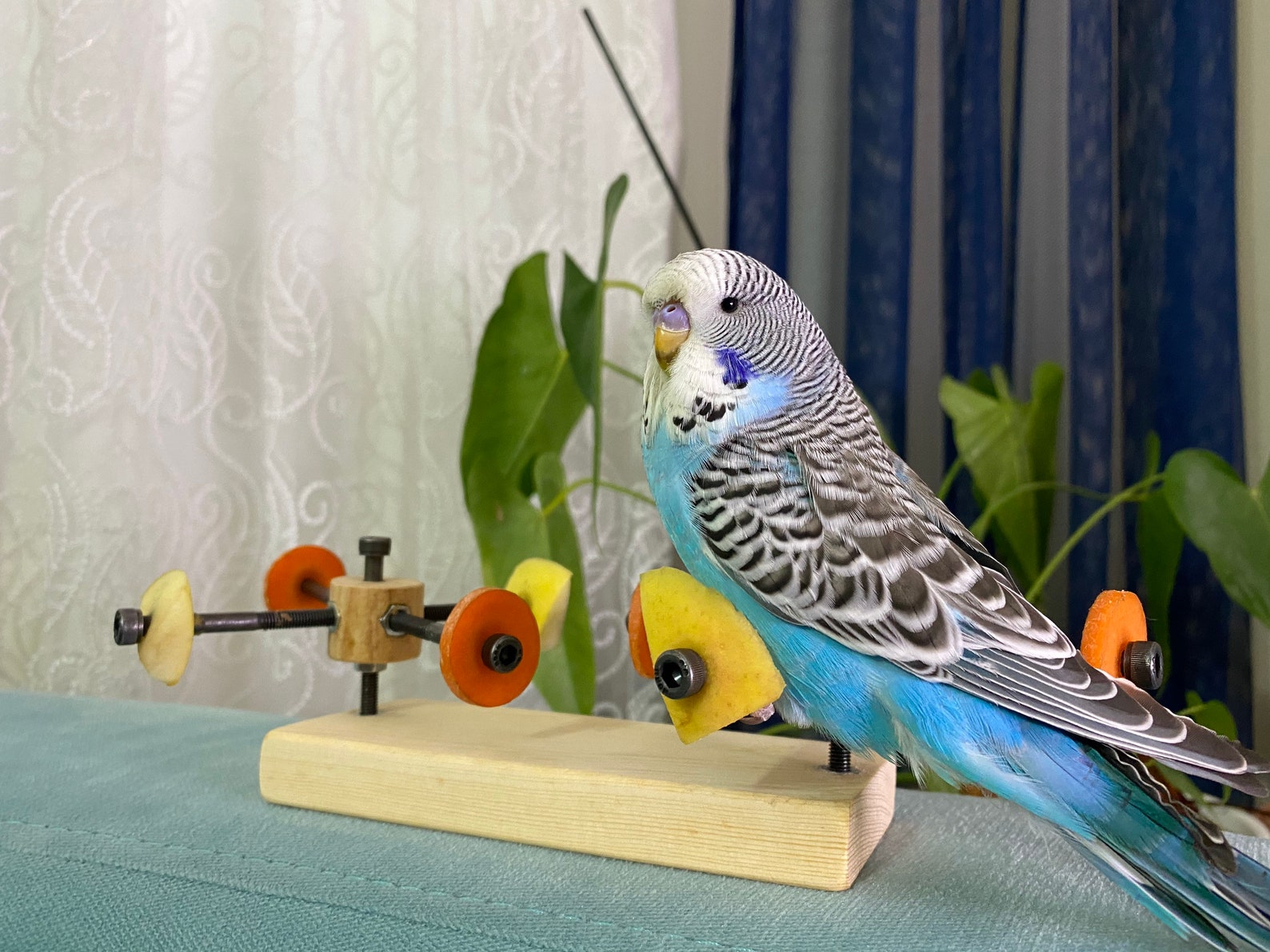 Rotating Bird Feeder Toy Budgie Toy Budgerigar Toy Parakeet Etsy