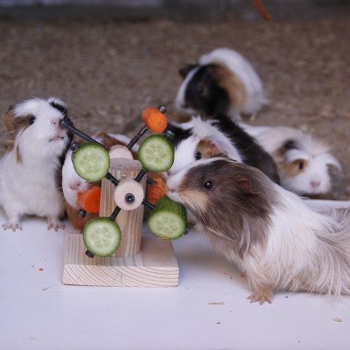 Image showcasing Personalized Heart Guinea Pig Feeder Toy Rotating Wheel Food - Etsy