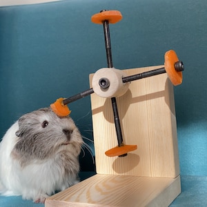 Rotating Guinea Pig Toy, Guinea Pig Feeder, Guinea Pig Wheel, Guinea Pig Food