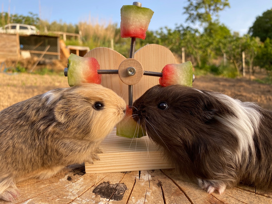 Image showcasing Personalized Heart Guinea Pig Feeder Toy, Rotating Wheel, Food Holder ...