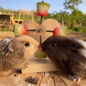 Personalized heart guinea pig feeder toy, rotating wheel, food holder