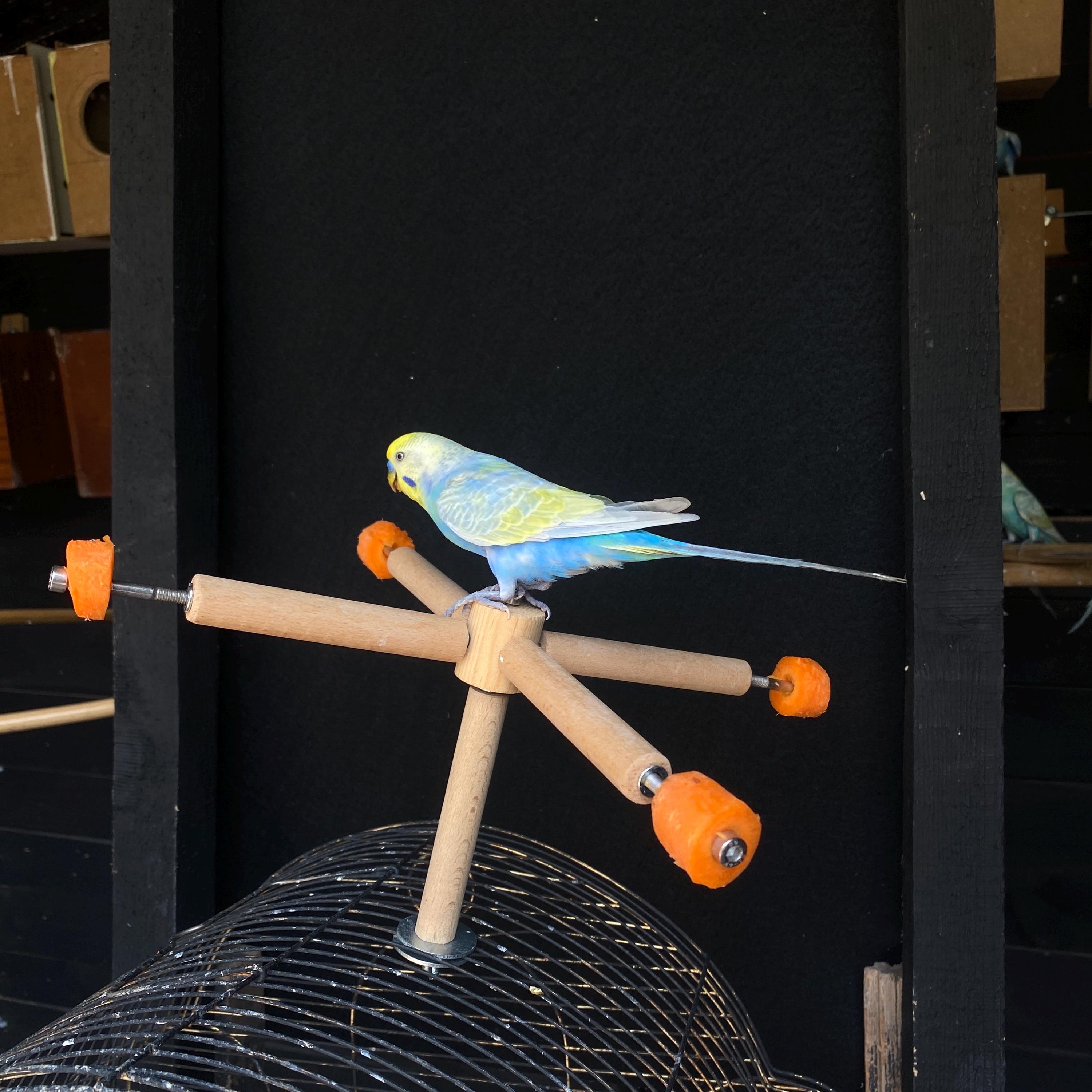 Northern Parrots Bird Toys, Parrot Toys For Large Birds,Natural