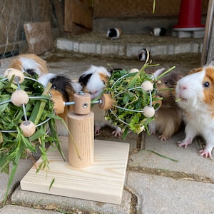 Könnte beinhalten: Fünf Meerschweinchen fressen aus einem hölzernen Heufutterspender mit zwei drehbaren Heubällen. Der Futterspender ist aus Naturholz gefertigt und hat einen Metallrahmen. Die Meerschweinchen sind braun, weiß und schwarz.