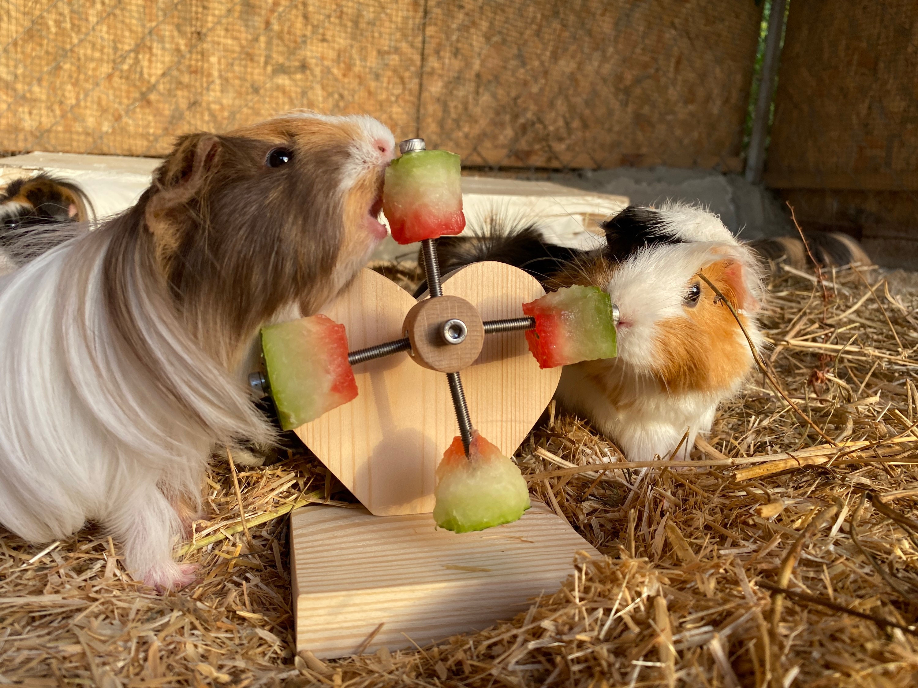 Image showcasing Personalized heart guinea pig feeder toy rotating wheel food | Etsy