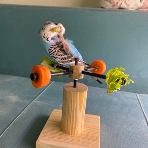 Rotating bird play stand, Toy for parakeets, budgies, parrots, lovebirds, cockatiels, Playstand, Perch for birds image 5