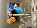 Perch Toy with Rotating Balls for Budgies, Budgerigars, Parakeets, Parrots, Cockatiels, Parrotlets, Lovebirds, Ringnecks, Conures and birds.