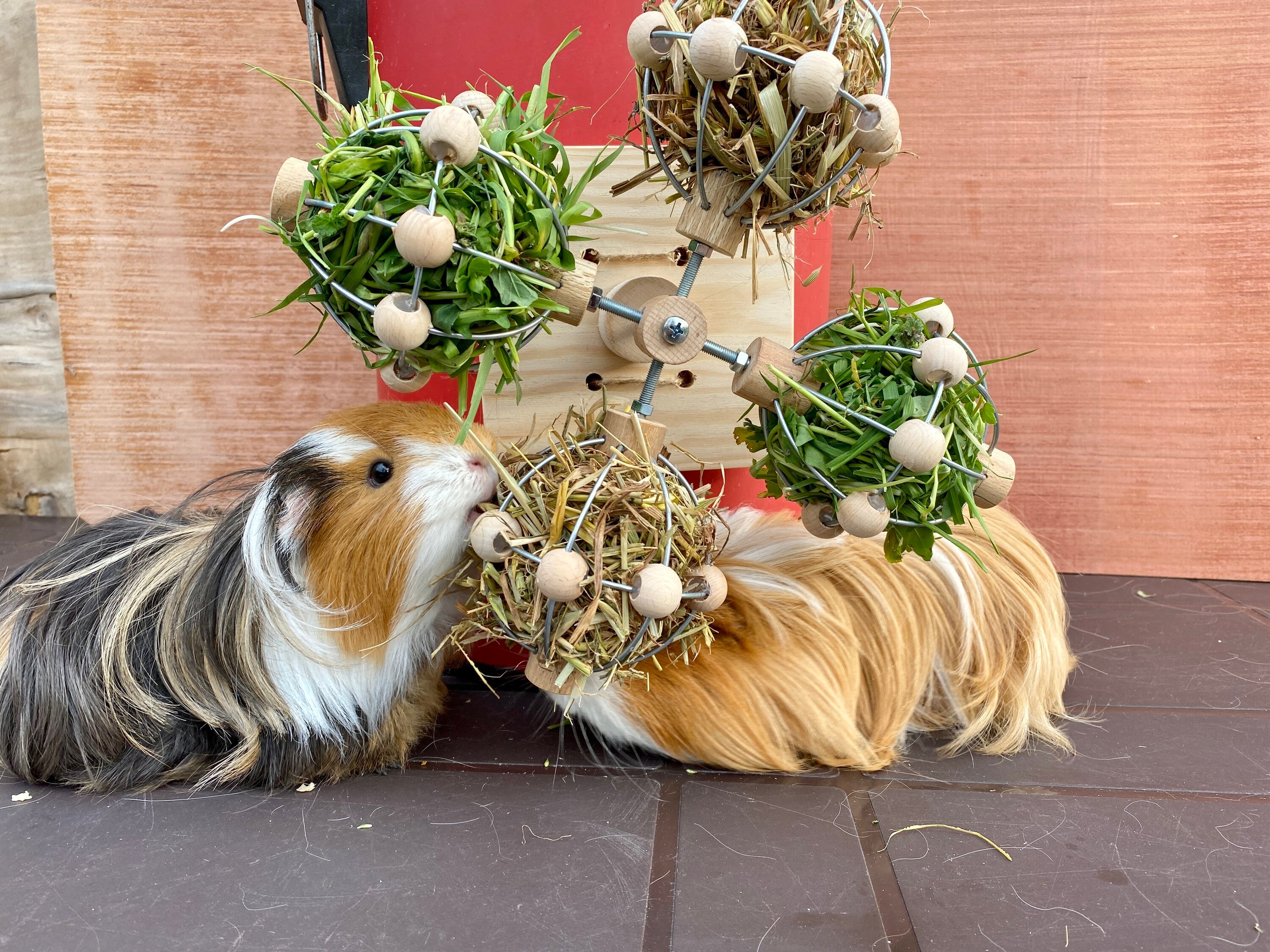 Rotating Hay Balls for Guinea Pig and Chinchillas Hay Feeder Stand Grass Ball Toy Food Holder Wooden Enrichment Cage Accessories Etsy Canada