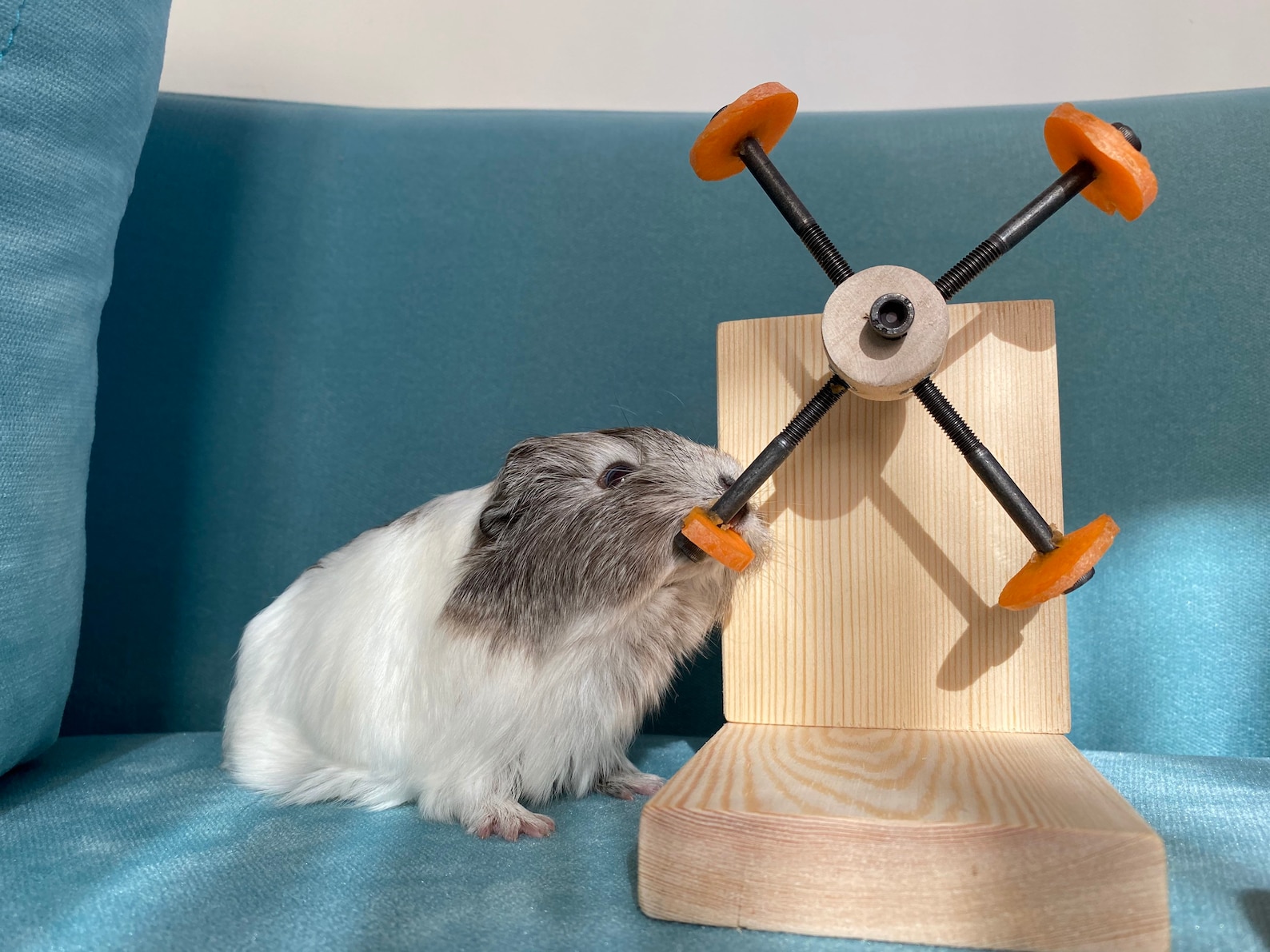 Rotating Guinea Pig Toy Guinea Pig Feeder Guinea Pig Wheel Etsy