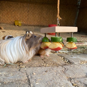 May include: Two guinea pigs eating from a wooden toy with hanging pieces of apple and cucumber. The toy is suspended from the ceiling with a rope.