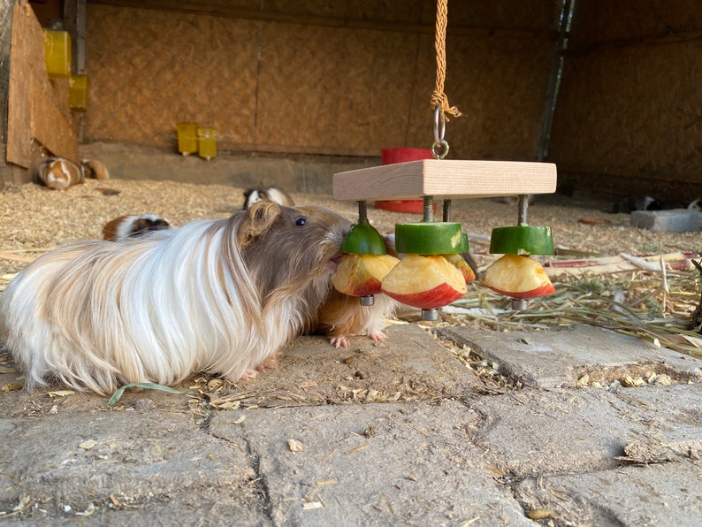 May include: Two guinea pigs eating from a wooden toy with hanging pieces of apple and cucumber. The toy is suspended from the ceiling with a rope.