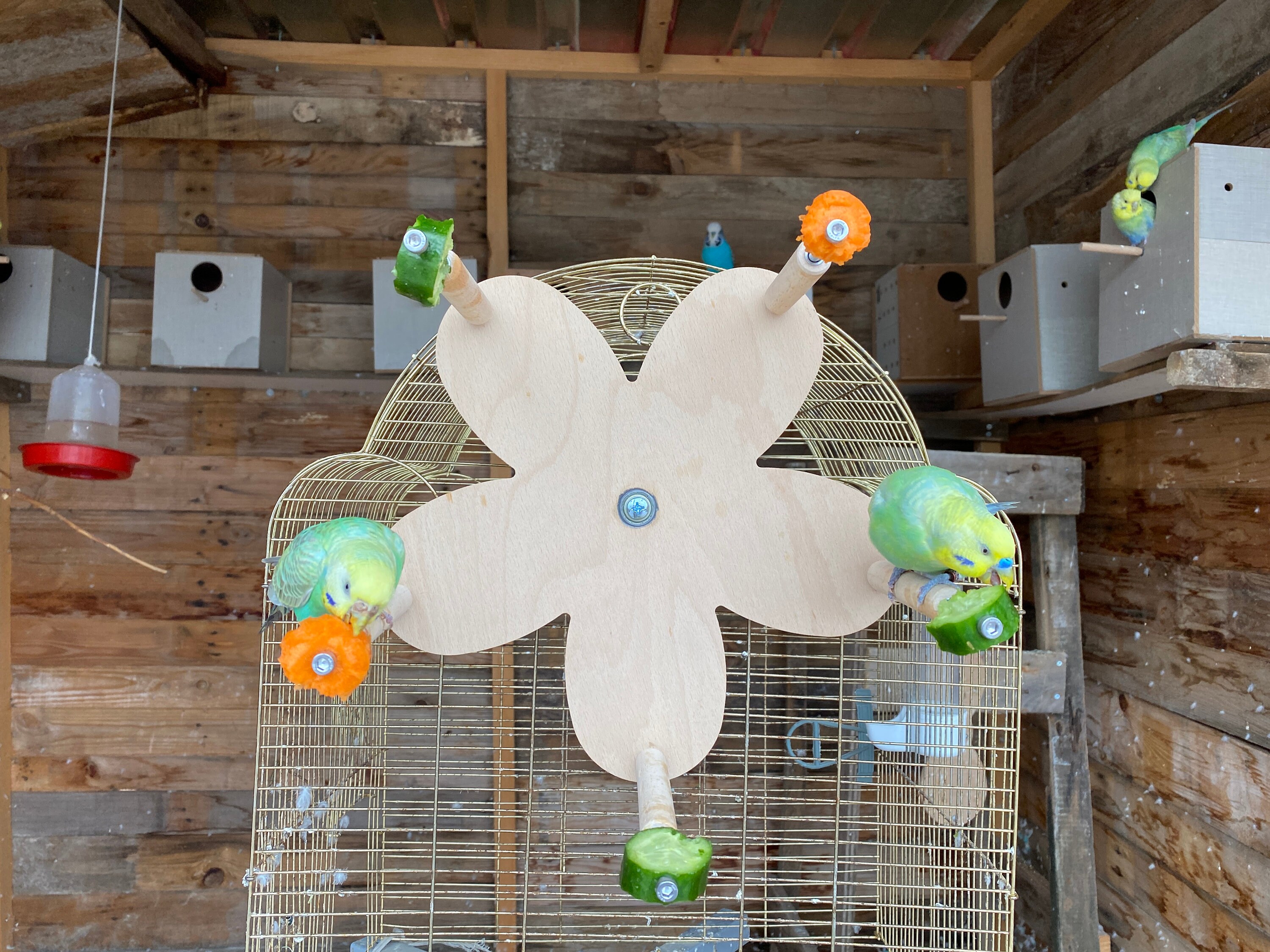 Papageien-Spielzeug Riesenrad Mit Schaukel & Beiß-Elementen – Hängendes Aktivitätsspielzeug Für Sittiche, Conures, Aras & Nymphensittiche