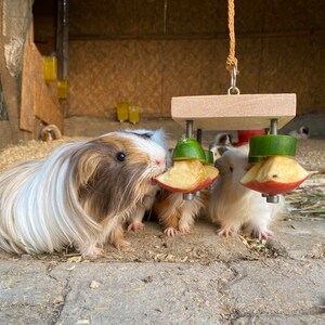 May include: Four guinea pigs eating from a wooden toy with green and red apple slices attached. The toy is hanging from a rope.