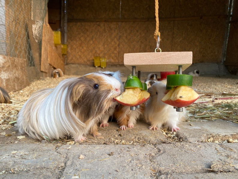 May include: Four guinea pigs eating from a wooden toy with green and red apple slices attached. The toy is hanging from a rope.
