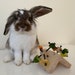 see more listings in the RABBIT TOYS section