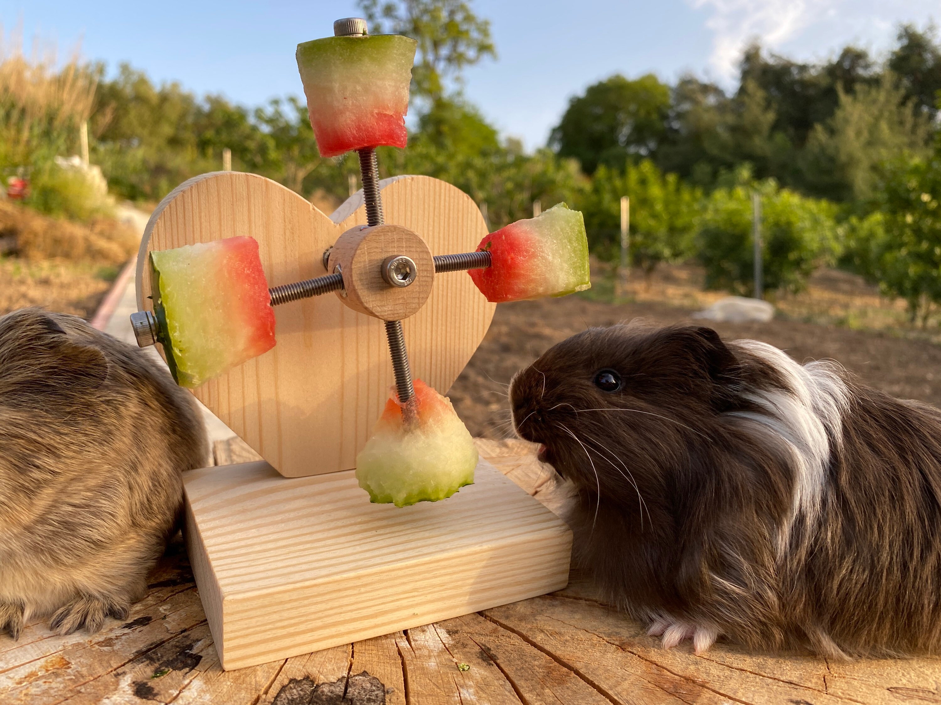 Beautiful view of Supplementing Rotating Guinea Pig Hampster Food