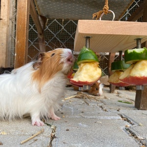 May include: A brown and white guinea pig eats from a wooden toy with hanging pieces of apple and cucumber. The toy has screws and metal rings to hold the fruit in place.