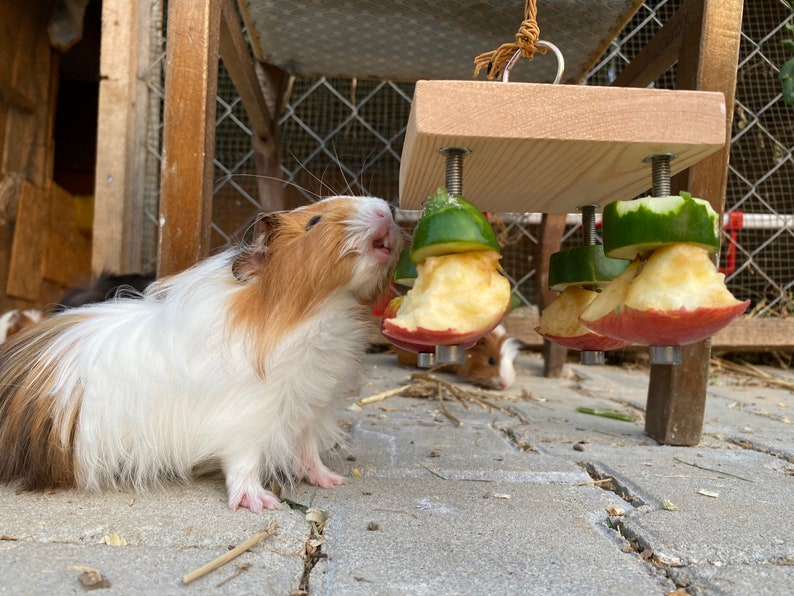 May include: A brown and white guinea pig eats from a wooden toy with hanging pieces of apple and cucumber. The toy has screws and metal rings to hold the fruit in place.