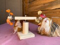 Guinea Pig double feeder wheel, guinea pig toys, accessories, food, treat, cage product logo