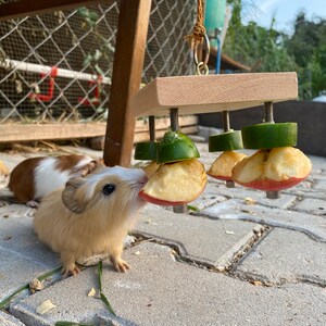 May include: Three guinea pigs eating from a wooden food puzzle with apple and cucumber slices attached. The puzzle is hanging from a rope and the guinea pigs are on a gray brick patio.