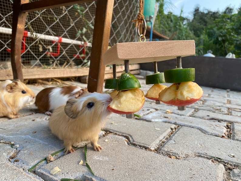 May include: Three guinea pigs eating from a wooden food puzzle with apple and cucumber slices attached. The puzzle is hanging from a rope and the guinea pigs are on a gray brick patio.