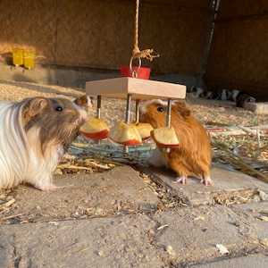 May include: Two guinea pigs eating dried apple slices from a wooden toy. The toy has five apple slices attached to it with screws. The guinea pigs are brown and white.