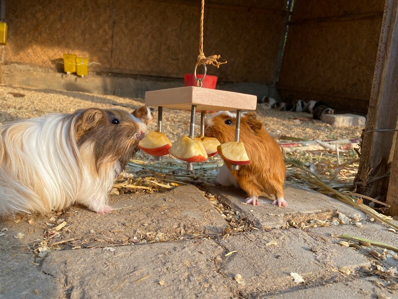 May include: Two guinea pigs eating dried apple slices from a wooden toy. The toy has five apple slices attached to it with screws. The guinea pigs are brown and white.