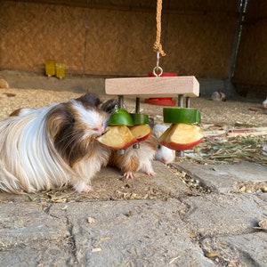 May include: Three guinea pigs eating from a wooden toy with apple and cucumber slices attached. The toy is hanging from a string.