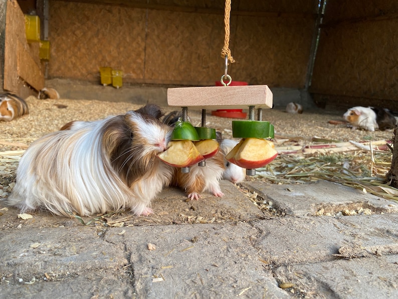 May include: Three guinea pigs eating from a wooden toy with apple and cucumber slices attached. The toy is hanging from a string.