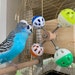 see more listings in the BIRD TOYS section