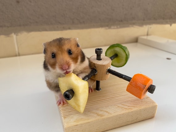 klein zal ik doen Nietje Aangepaste hamster feeder wiel speelgoed hamster hout - Etsy Nederland