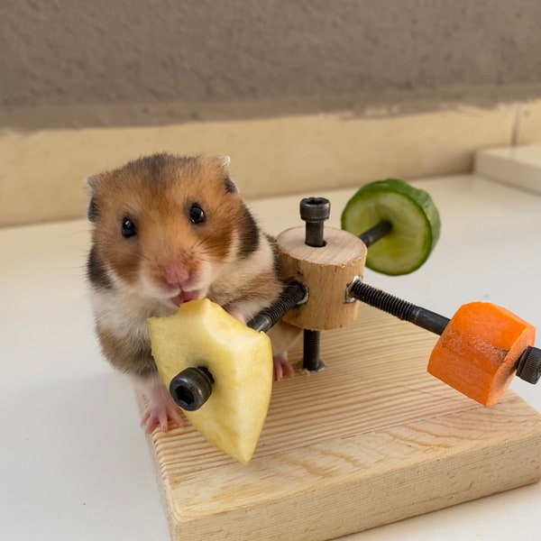 Jouet personnalisé pour roue d’alimentation de hamster, bois de hamster, mâcher de hamster, jouets pour rats, jouets pour rongeurs