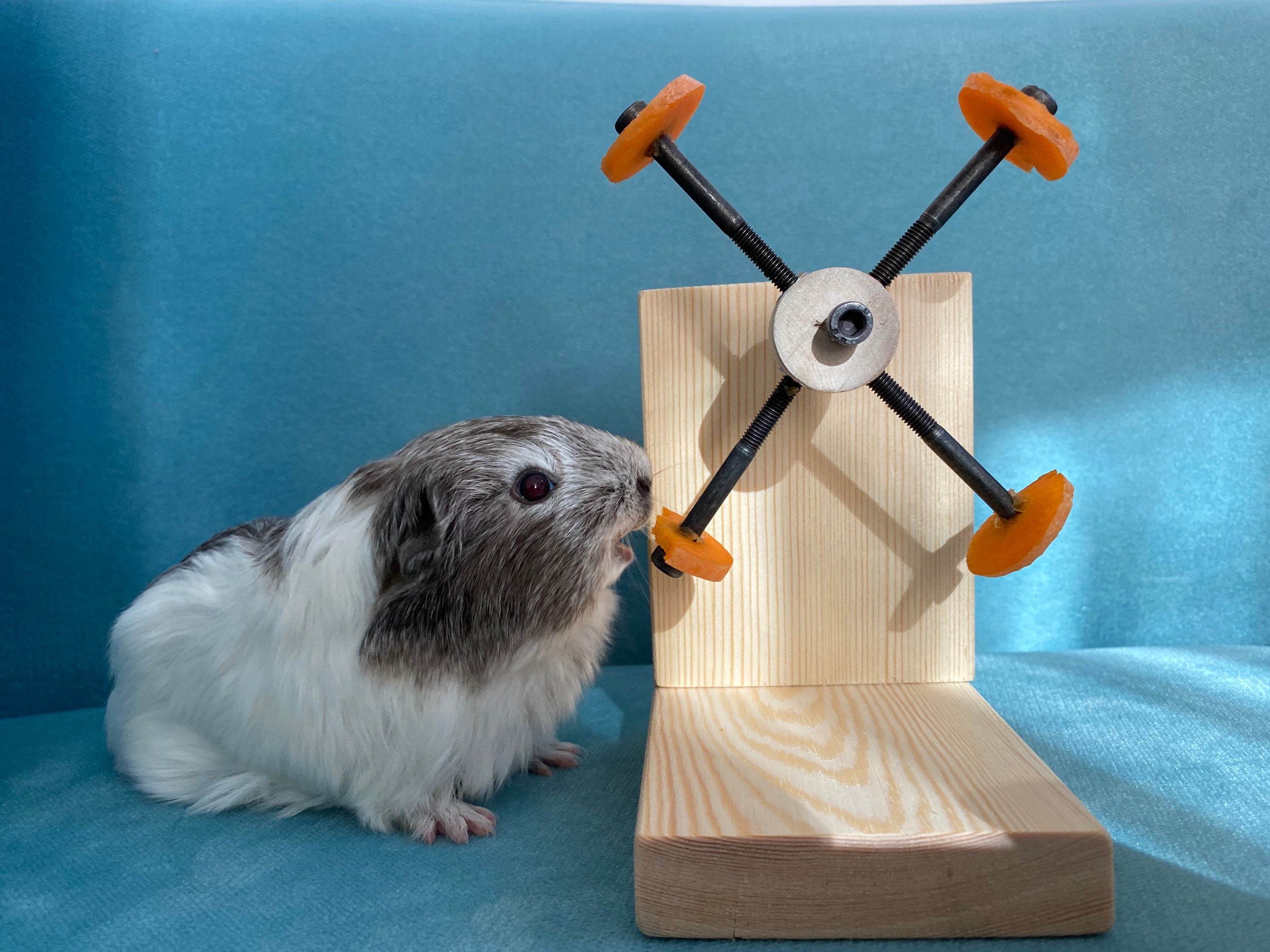 Photo inspiration: Rotating Guinea Pig Toy Guinea Pig Feeder Guinea Pig Wheel Photo Inspiration